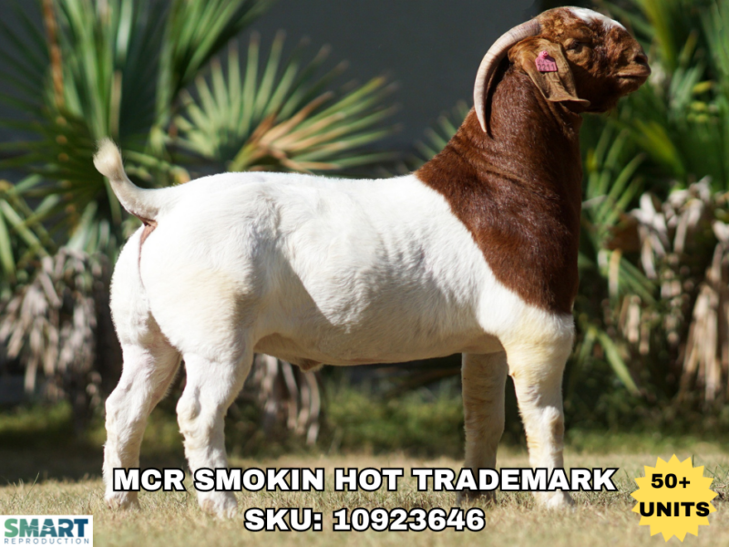 MCR SMOKIN HOT TRADEMARK, a Boer goat sire listed in the SMART Reproduction catalogue.