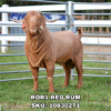 ROR1 RED RUM, a Boer goat sire listed in the SMART Reproduction catalogue.
