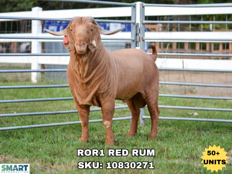 ROR1 RED RUM, a Boer goat sire listed in the SMART Reproduction catalogue.