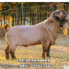 REIS IRON MAN, a Boer goat sire listed in the SMART Reproduction catalogue.