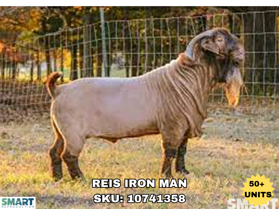 REIS IRON MAN, a Boer goat sire listed in the SMART Reproduction catalogue.