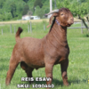 REIS ESAV, a Boer goat sire listed in the SMART Reproduction catalogue.