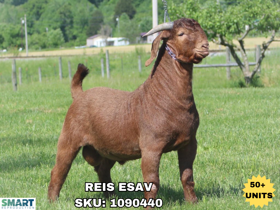 REIS ESAV, a Boer goat sire listed in the SMART Reproduction catalogue.