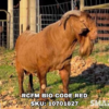 RCFM BIO CODE RED, a Boer goat sire listed in the SMART Reproduction catalogue.