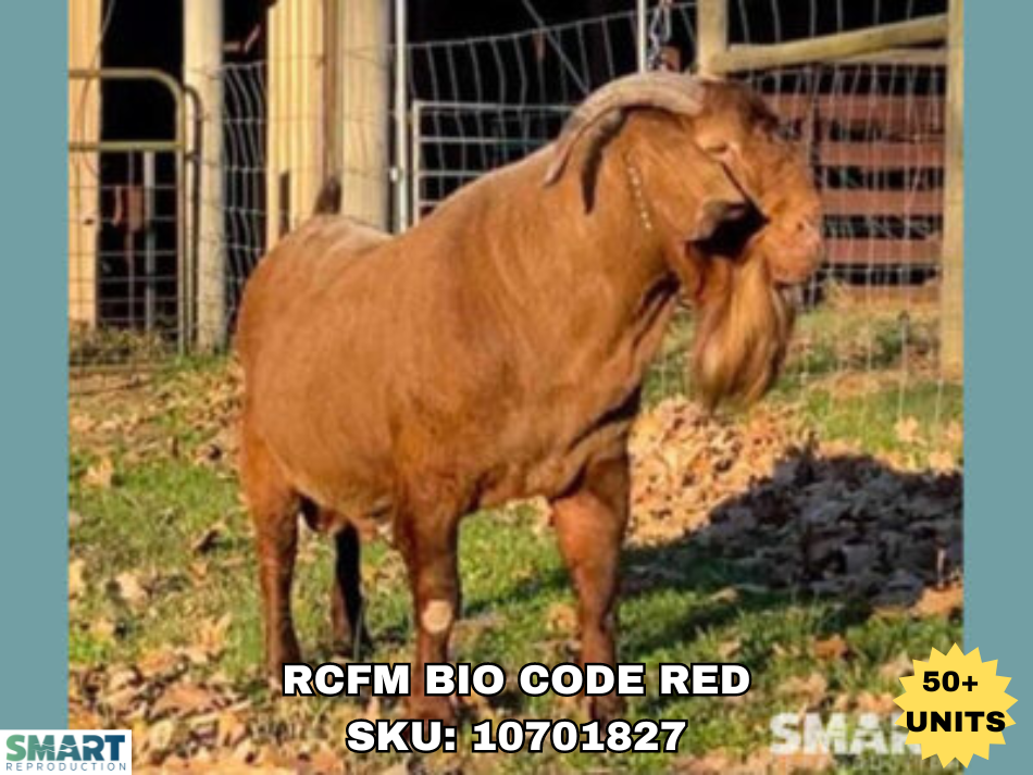 RCFM BIO CODE RED, a Boer goat sire listed in the SMART Reproduction catalogue.