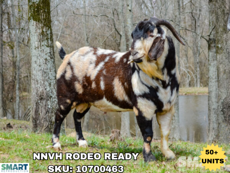 NNVH RODEO READY, a Boer goat sire listed in the SMART Reproduction catalogue.
