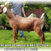 WOEST-HOEVE IMAGE’S REFLECTION, a sire listed in the SMART Reproduction catalogue.