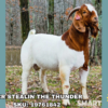 MCR STEALIN THE THUNDER, a Boer goat sire listed in the SMART Reproduction catalogue.