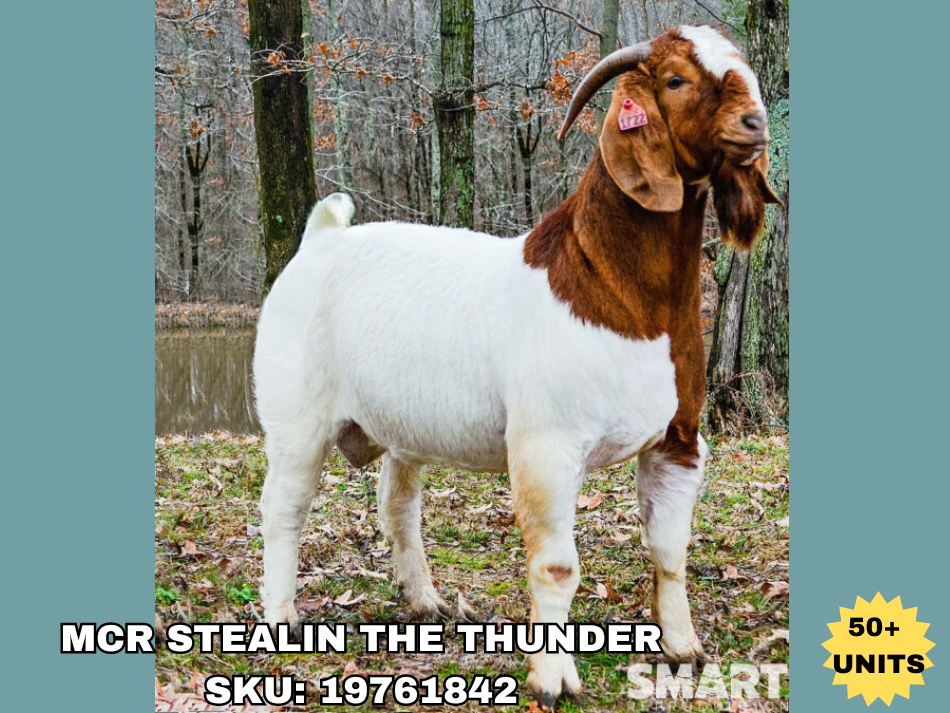 MCR STEALIN THE THUNDER, a Boer goat sire listed in the SMART Reproduction catalogue.