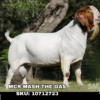 MCR MASH THE GAS, a Boer goat sire listed in the SMART Reproduction catalogue.