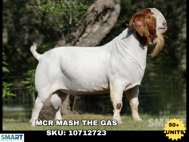 MCR MASH THE GAS, a Boer goat sire listed in the SMART Reproduction catalogue.