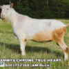 SHAMMYS CHROME TRUE HEART, a dairy goat sire listed in the SMART Reproduction catalogue.