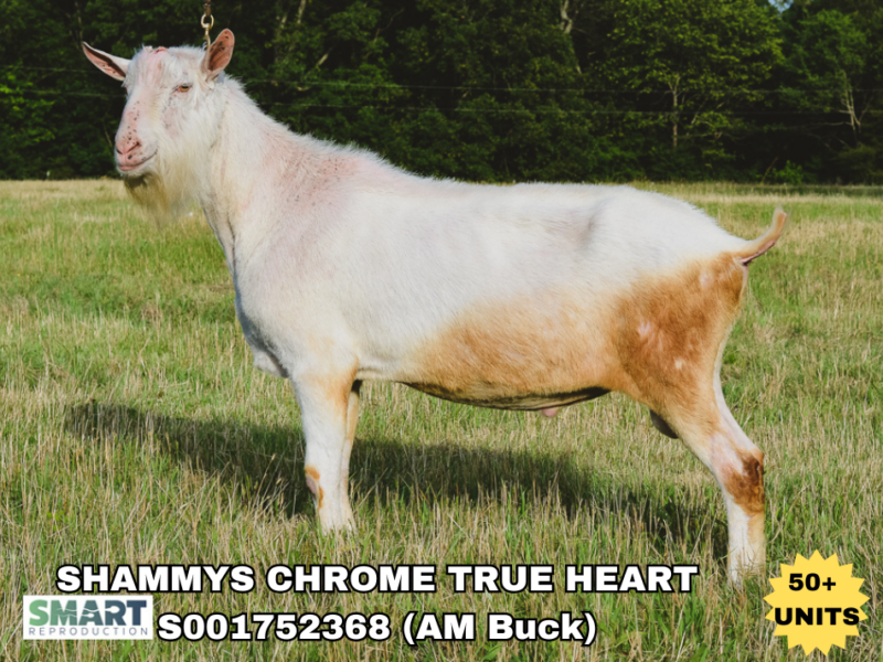 SHAMMYS CHROME TRUE HEART, a dairy goat sire listed in the SMART Reproduction catalogue.