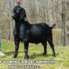 DJGF DOMINO’S BLACK KNIGHT, a structurally correct and striking looking, coal black Boer goat.