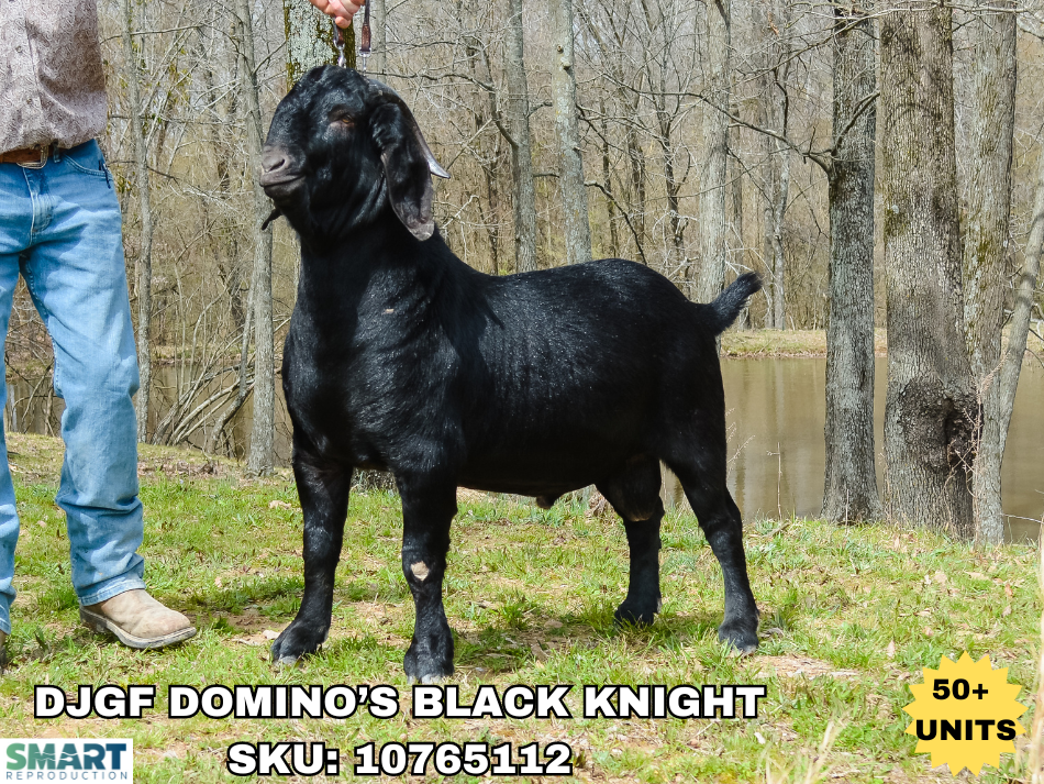 DJGF DOMINO’S BLACK KNIGHT, a structurally correct and striking looking, coal black Boer goat.