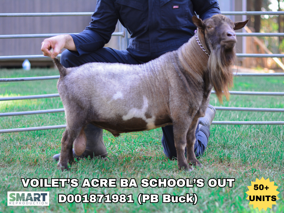 VIOLET’S ACRE BA SCHOOL’S OUT, a sire listed in the SMART Reproduction catalogue.