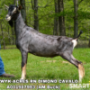 VAN-WYK-ACRES RN DIMOND CAVALO, a sire listed in the SMART Reproduction catalogue.
