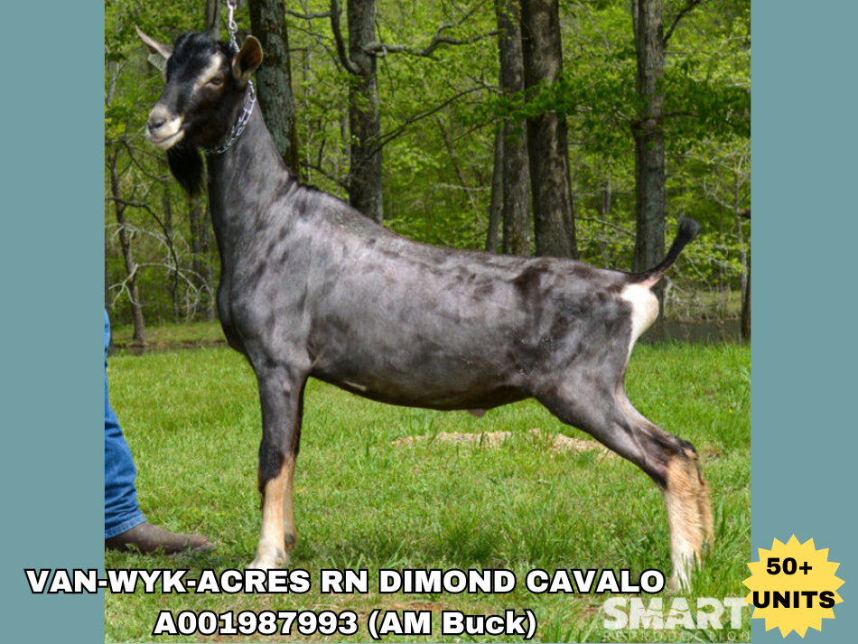VAN-WYK-ACRES RN DIMOND CAVALO, a sire listed in the SMART Reproduction catalogue.