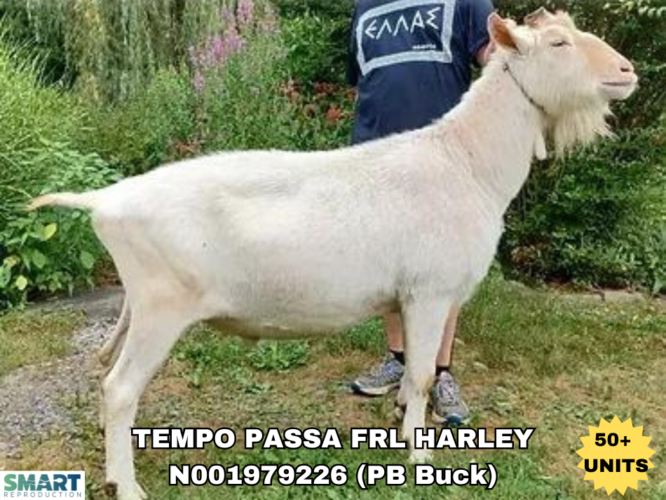 TEMPO PASSA FRL HARLEY, a sire listed in the SMART Reproduction catalogue.