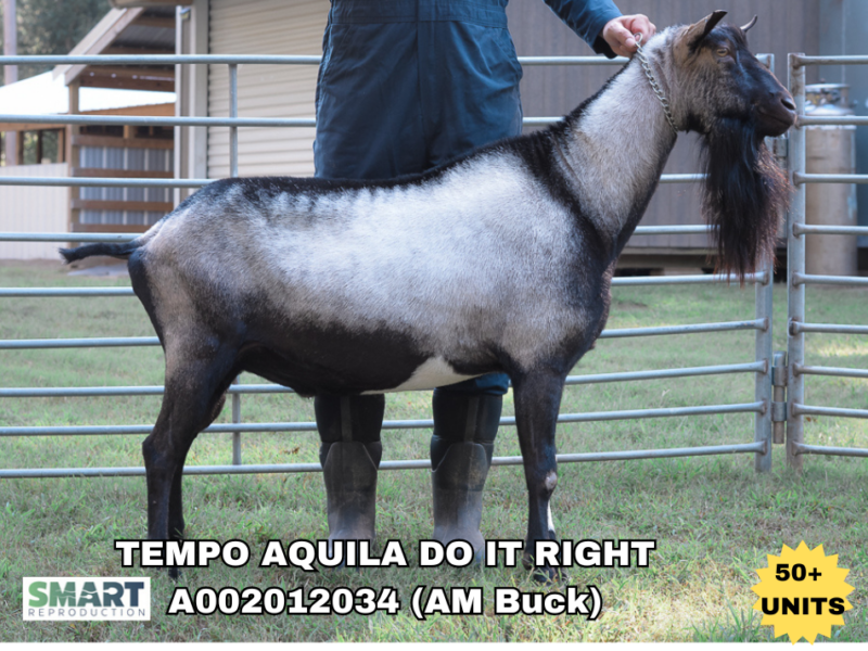TEMPO AQUILA DO IT RIGHT, a sire listed in the SMART Reproduction catalogue.