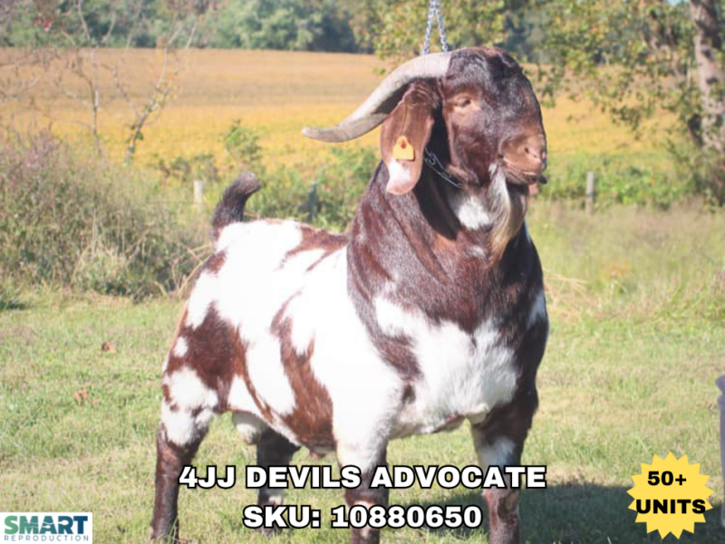 4JJ DEVILS ADVOCATE, a sire listed in the SMART Reproduction catalogue.
