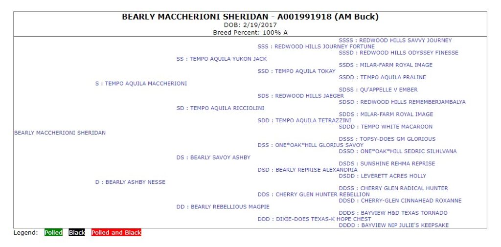 Official five generation pedigree for BEARLY MACCHERIONI SHERIDAN issued by the American Dairy Goat Association.