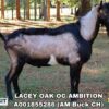 LACEY OAK OC AMBITION, a sire listed in the SMART Reproduction catalogue.