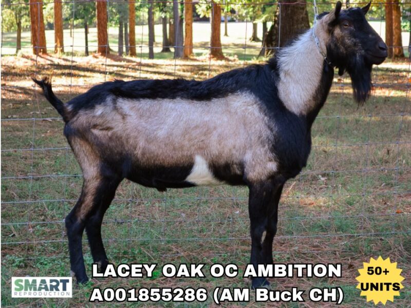 LACEY OAK OC AMBITION, a sire listed in the SMART Reproduction catalogue.