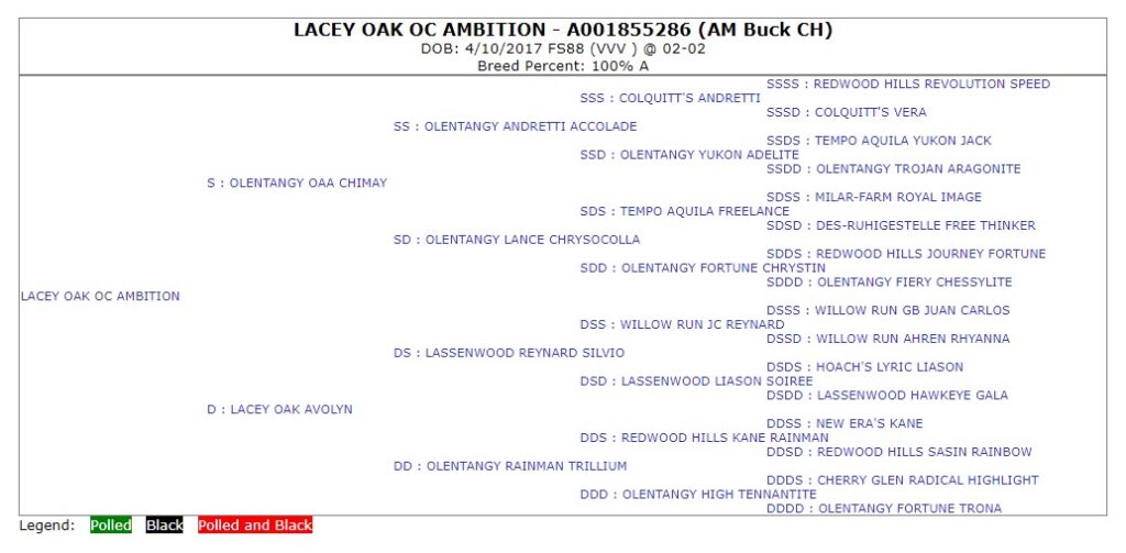 Official five generation American Dairy Goat Association pedigree for LACEY OAK OC AMBITION. 