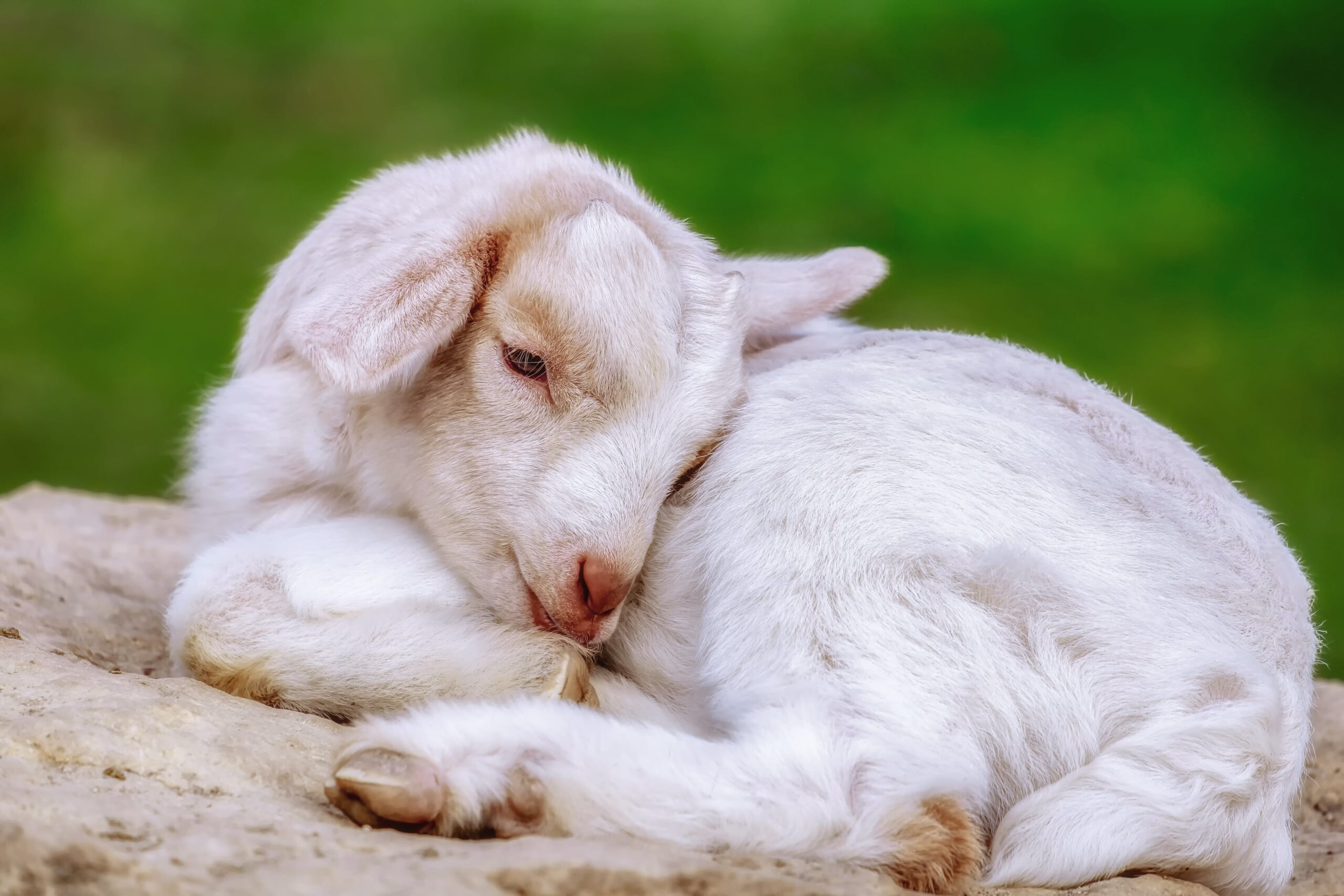 Healthy young goat kid sleeping in a curled up posture.