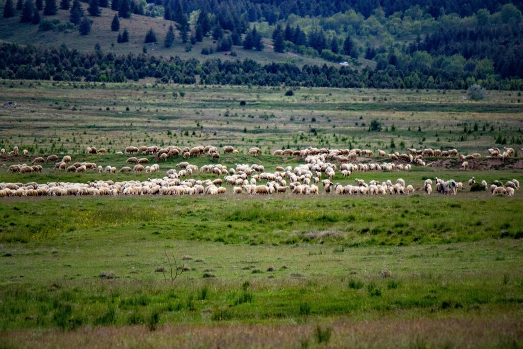 Wide lens picture of a large flock of sheep in a field.
