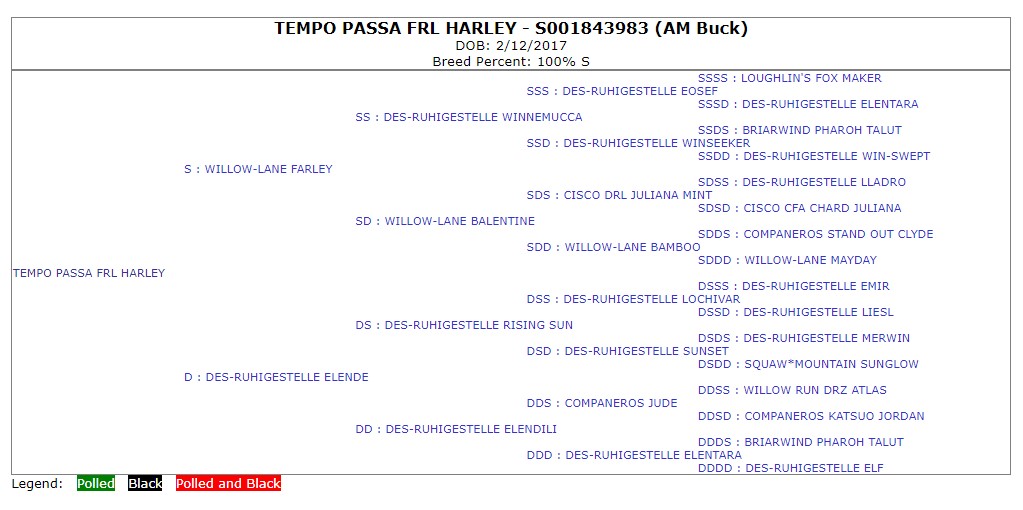 Four generation pedigree for TEMPO PASSA FRL HARLEY.