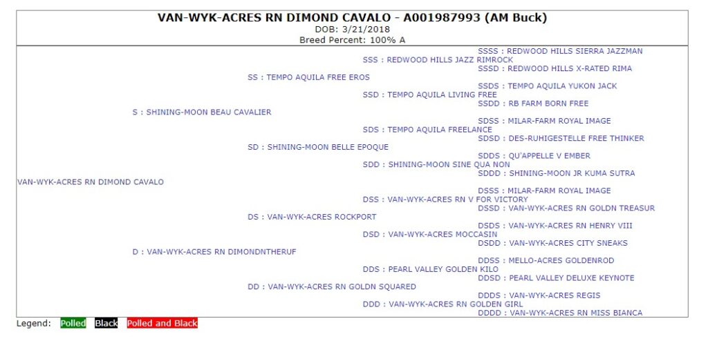 Official American Dairy Goat Association five generation pedigree for VAN-WYK-ACRES RN DIMOND CAVALO.