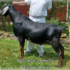 WOEST-HOEVE JL MANJELLY, a sire listed in the SMART Reproduction catalogue.