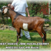 WOEST-HOEVE JMM HUCKLEBERRY, a sire listed in the SMART Reproduction catalogue.