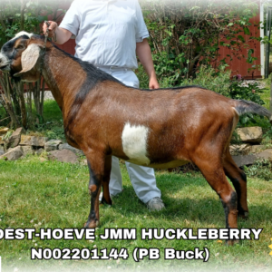 WOEST-HOEVE JMM HUCKLEBERRY (50+ Units)