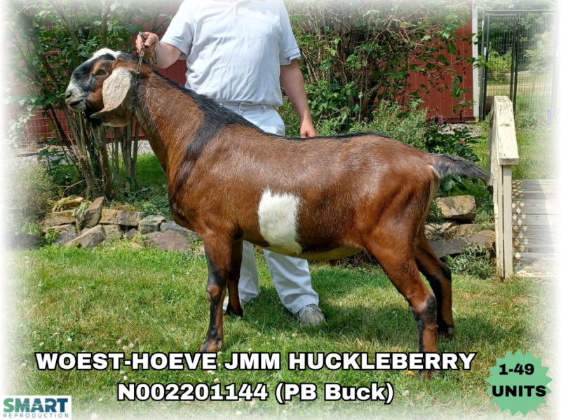 WOEST-HOEVE JMM HUCKLEBERRY (1-49 Units)