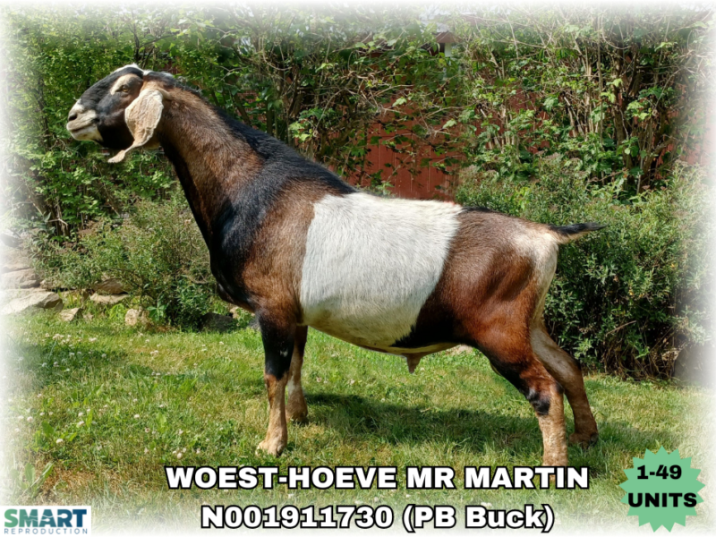 WOEST-HOEVE MR MARTIN (1-49 Units)