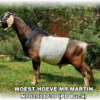 WOEST-HOEVE MR MARTIN, a sire listed in the SMART Reproduction catalogue.