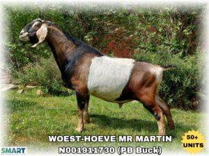 WOEST-HOEVE MR MARTIN (50+ Units)
