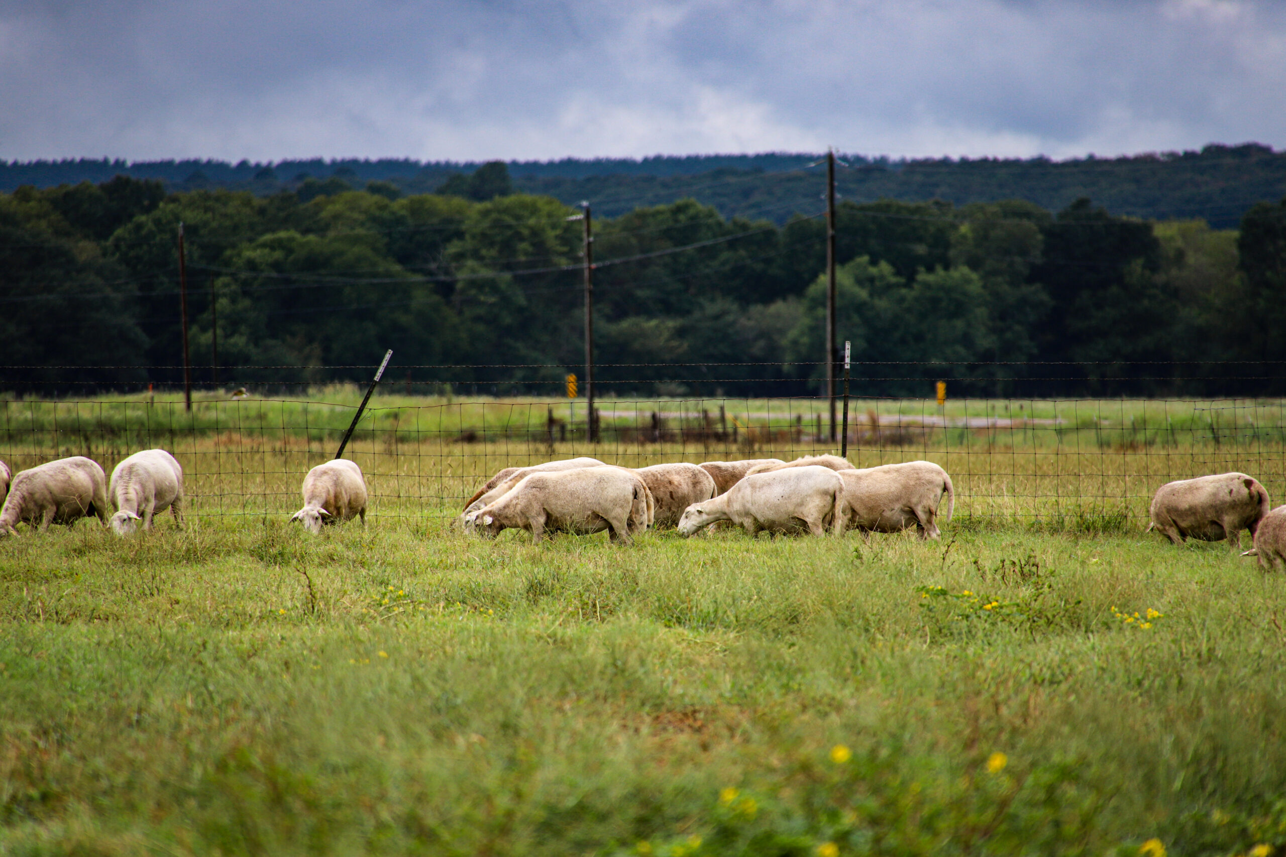 A flock of Katahdin sheep in a green field.