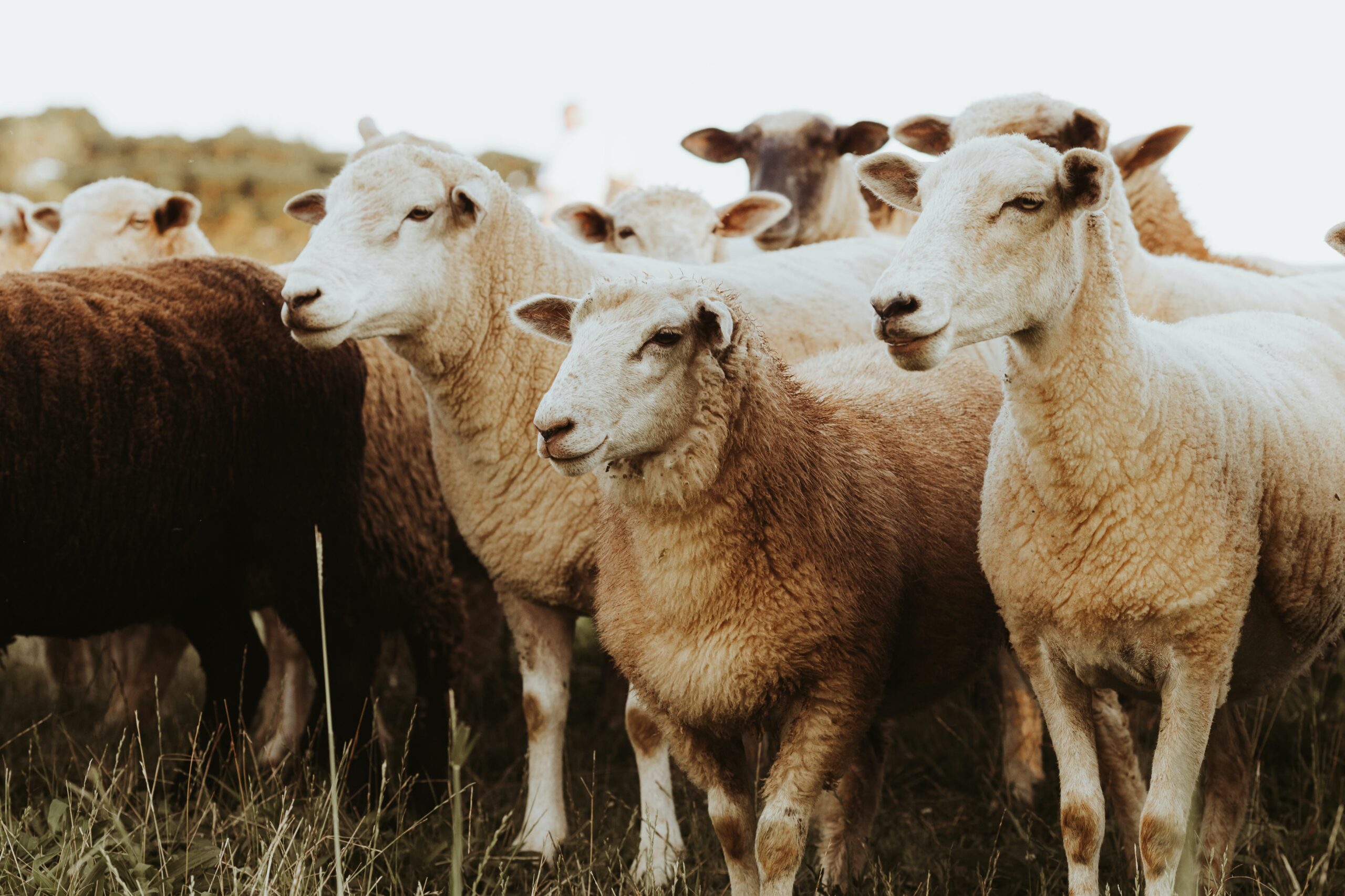 Group of healthy wool type sheep.