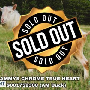 SHAMMYS CHROME TRUE HEART, a dairy goat sire listed in the SMART Reproduction catalogue.