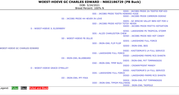 Pedigree chart of a dairy goat.