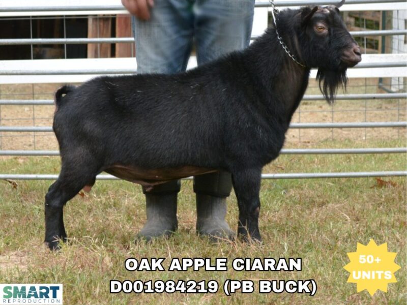 Oak Apple Ciaran is a sire in the SMART Reproduction catalogue.