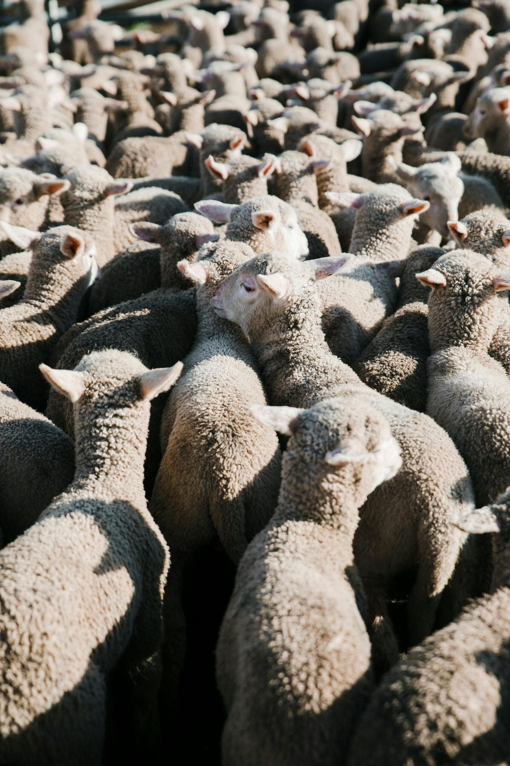Over view of a herd of lamds.