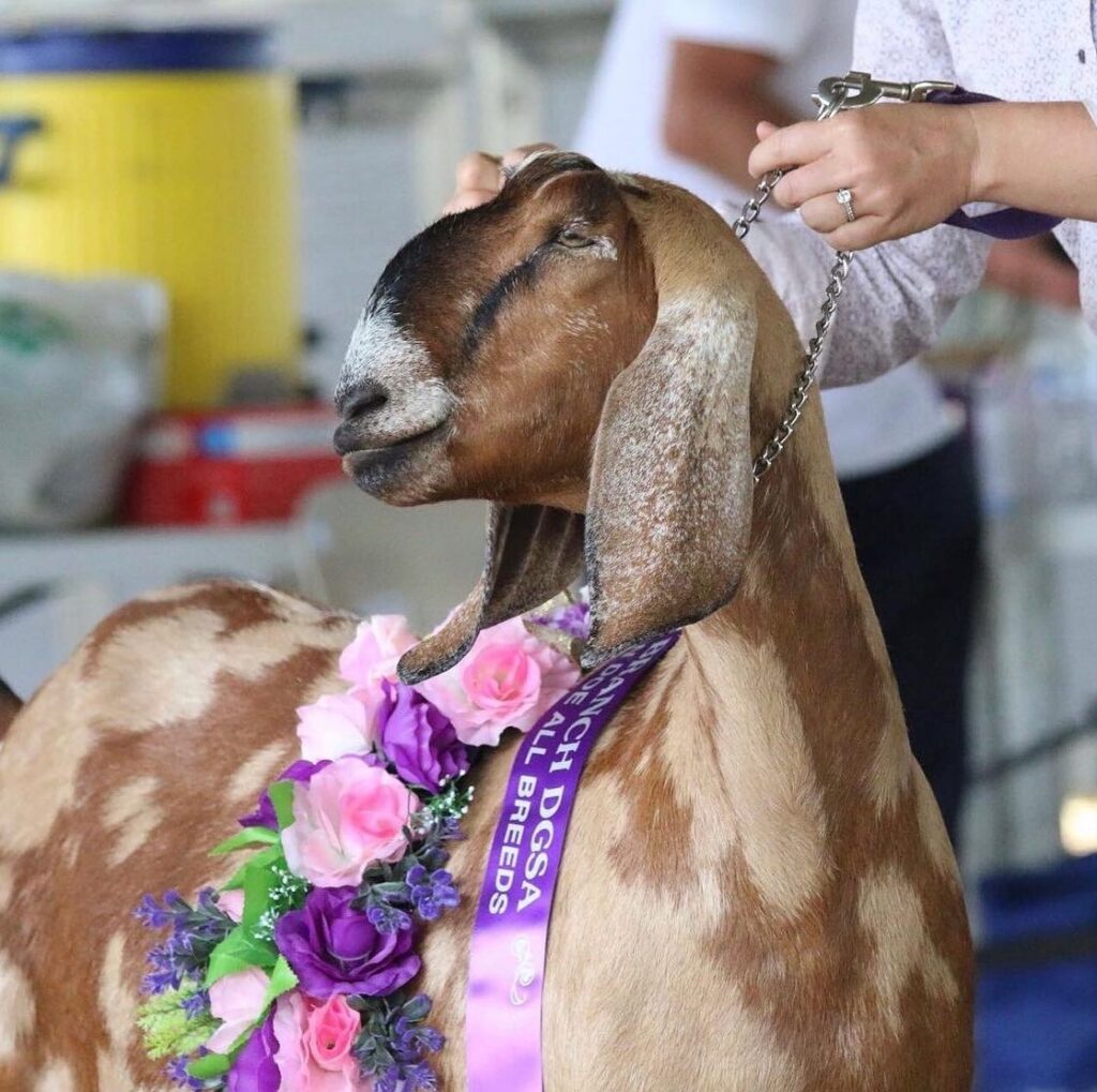 Show goat with prize ribbons.