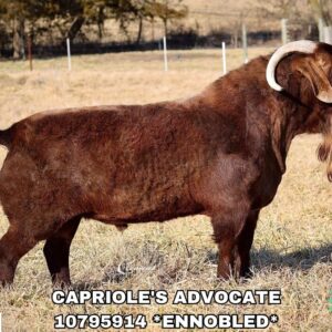 CAPRIOLE'S ADVOCATE (1-49 Units)