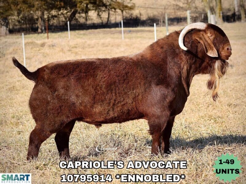 CAPRIOLE'S ADVOCATE (1-49 Units)