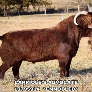 CAPRIOLE'S ADVOCATE (50+ Units)